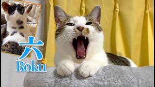 【背中に六と記した猫】 六の日常 | [生まれ変わりの猫] 六 (Roku)