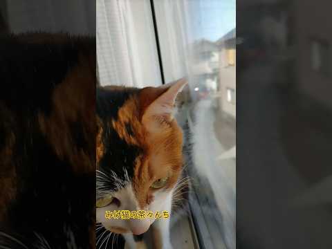 ニャルソック猫たち　#cute #茶トラ#三毛猫#猫のいる暮らし