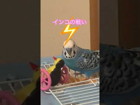 インコの戦い