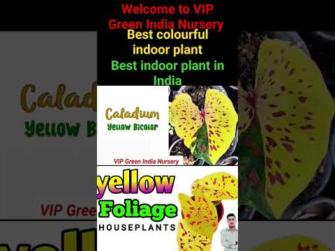 Yellow And Golden Foliage houseplants! indoor plants! indoor plants fordecoration! VIP Green Indial.