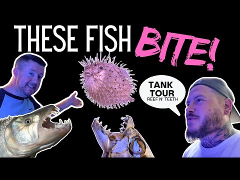 Amazing Aquarium Room Tour | Reef N' Teeth