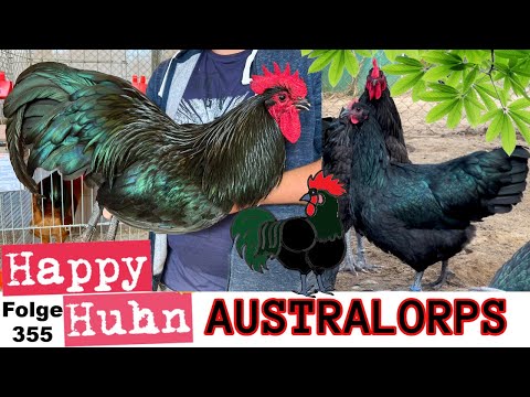 Australorps im Rasseportrait bei HAPPY HUHN E355 mit Zwerg Australorps Hühnern + Farbschläge + Zucht