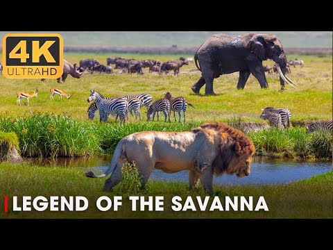 A Tale of Survival and Strength: Legend of the Savanna | 4K Nature Animal Documentary