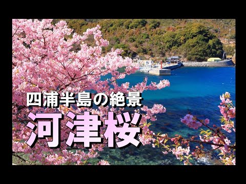 四浦半島の絶景「河津桜」の風景