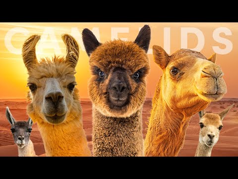 All 7 Camelid Species & The Legendary Silk Road