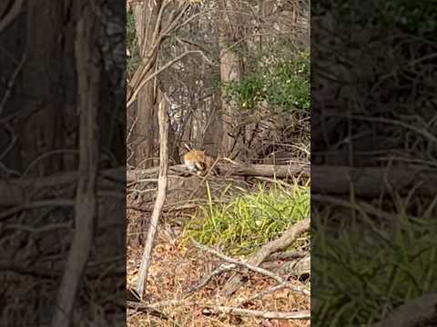 Is this a fox or coyote? What is it eating there, twigs? | Horizons_視野 | wildlife