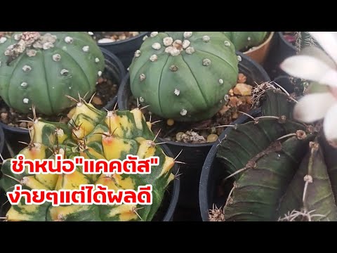 บอกวิธีชำหน่อ#แคคตัส แบบง่ายแต่ได้ผลดีเกินคาด#cactus