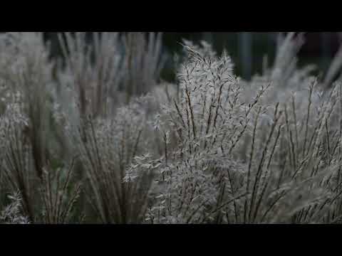 footage +  nature  + Miscanthus giganteus