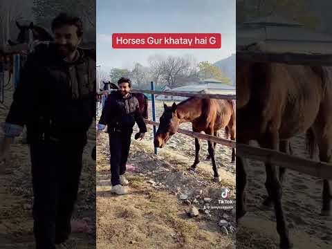 Horses Gur Khatay hai #shorts #short #video #ytshorts #youtubeshorts #trending #viral #foryou #video