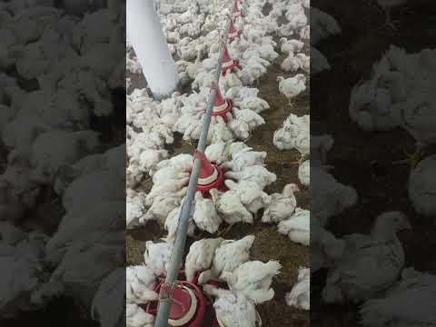 poultry farm #murgifarm #broiler_poultry_farm #murgi_palan #henfarm #kombdi #kukra #kukutpalan