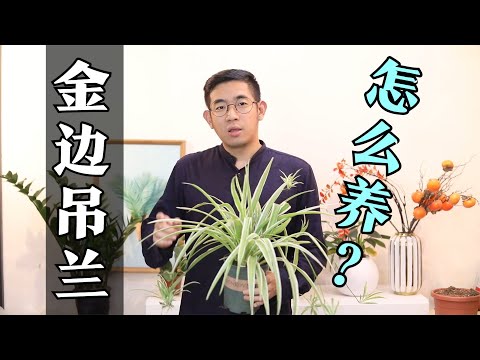 金边吊兰怎么养？园艺师教你，轻松学会养金边吊兰