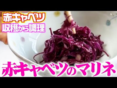 【お箸がとまらない】簡単調理で美味しい赤キャベツ【紫キャベツ】