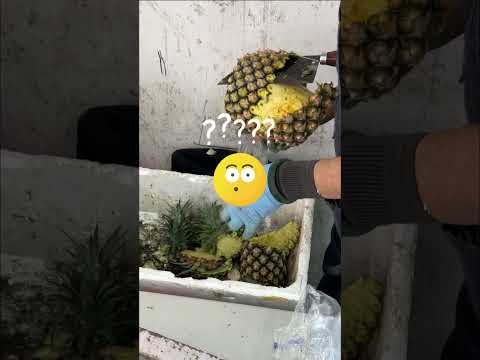 🍍鳳梨日常