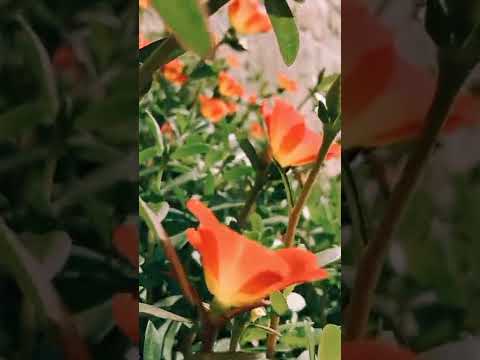 love status🥰|nature lovely🥰 flower🌷|#shortsvideo|