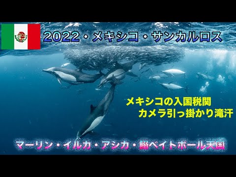 2022・メキシコ・サンカルロスーカジキ＆イルカ＆鰯ベイトボールetc 海洋生物天国♪