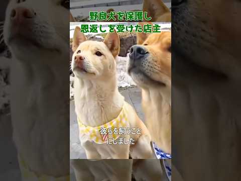 野良犬を保護し恩返しを受けた店主#dog#shorts#respect #rescue #犬#犬のいる暮らし #恩返し