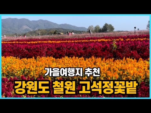 강원도 철원 가볼 만한 곳 철원 꽃축제 철원 고석정 꽃밭🍁가을 막차타고 혼자 떠나는 여행 🌺패키지버스여행