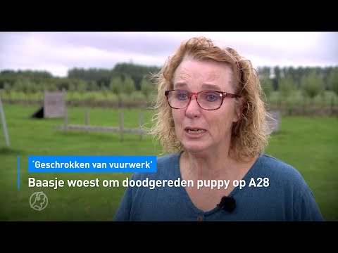 😭 Baasje woest om doodgereden puppy op A28: 'Geschrokken van vuurwerk' | Hart van Nederland