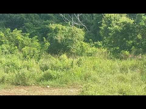 Building a villa in the Dominican Republic.Lot lines laid out. Follow the pink ribbon trail!