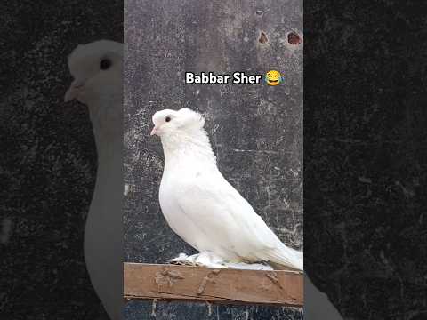 Happy Bday Mere Sher 🤴 | Kabutar ki video #pigeon #kabootar #kabootarbazi #youtubeshorts #pigeonlove