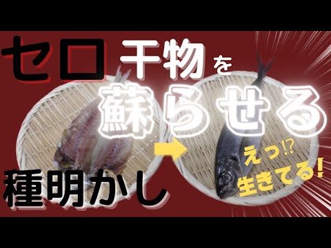 プロによる種明かし セロ もはや魔法！干物を生きた魚に蘇らせる！