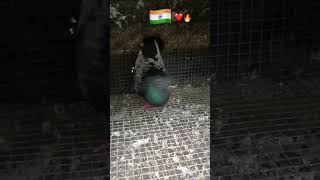 sentinet pigeon  kabutar❤️❤️🔥 #pigeonbreeds #bird #pegeon #birds #pigeontypes #isgullyboy🔥