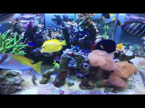 360g Frag Tank Update