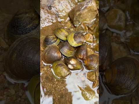 We found triple pearls emerges from this clam #clam #pearl