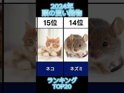 2024年頭のいい動物ランキングTOP20