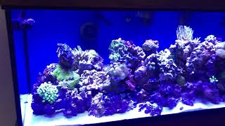 Custom Aquariums 180 gallon review part 2