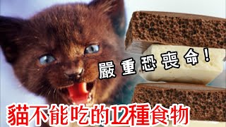 【養貓必看】千萬不要讓你的貓吃這12種食物！貓不能吃的12種食物，你知道幾個？保護你的貓免於食物中毒