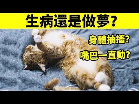 貓睡著時身體抽搐，是生病還是做夢？貓真的會做夢嗎?