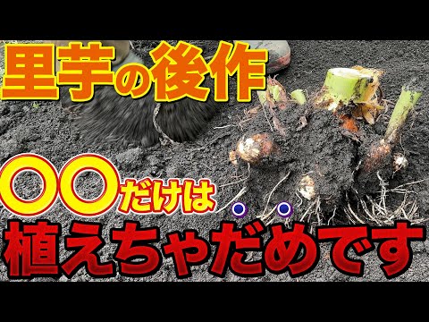 【あかんで！】里芋栽培後に植えたらうまく育たない野菜と育つ野菜についての説明