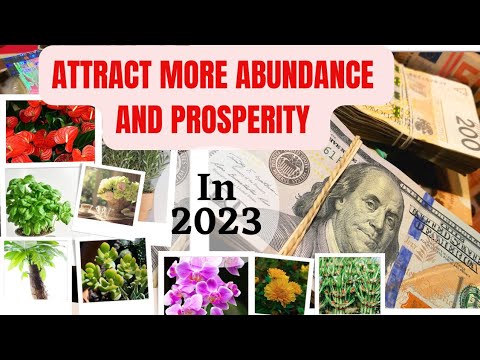 9 Must Have Lucky Plants for More Abundance and Prosperity in 2023