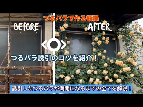 【つるバラ誘引のコツ】誘引から開花までの過程の全てを解説します！（額縁編、つるレディヒリンドン）