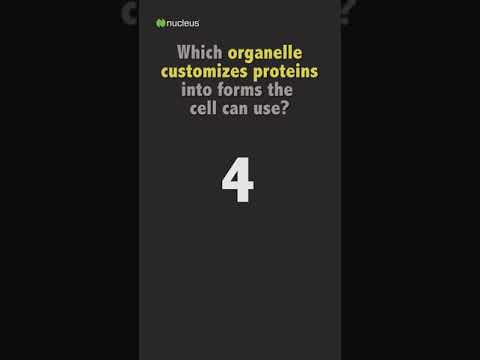 Biology Quiz: Which organelle customizes proteins into forms the cell can use?