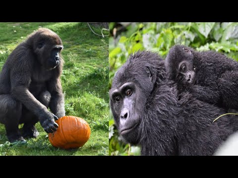 African gorilla safari amazing video🦍🦍🦍🦍🦍