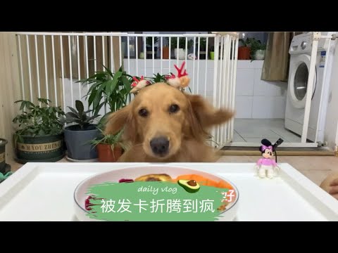 菜狗吃播:两个鸡腿，真有双倍快乐？