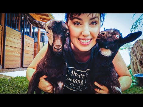 They're HERE! We got new FANCY show goats!