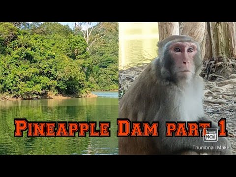 #Pineapple Dam Part 1 (hike alone)