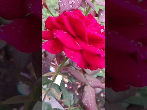 Red rose in rain  ☔ 雨中的红玫瑰