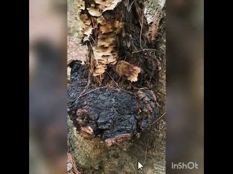 Unexpected Chaga Find