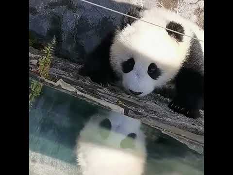 パンダに触ってみたいです
Imagine being able to touch a panda