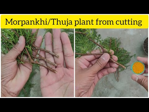 मोरपांखी को कटिंग से कैसे लगाए | morpankhi/thuja plant from cutting | morpankhi ko cutting se ugaye