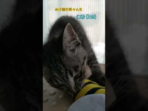 保護して1ヶ月経ちました　#子猫#保護猫#キジトラ#サバトラ#かわいい子猫