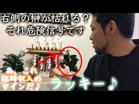 【神棚】右側の榊だけが枯れる人、⚠️要注意です。