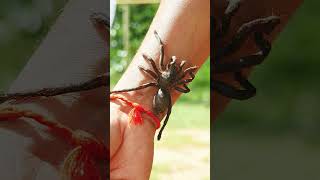 Baru Tahu, Tarantula Tidak Berbahaya Bagi Manusia #barutahu