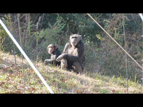 Lovestruck Display　Tama Zoo Chimpanzee 202412