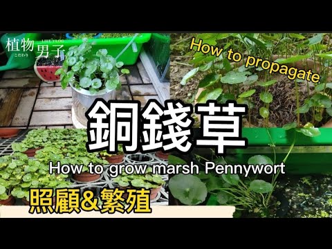 銅錢草土耕轉水耕|移植孔雀魚戶外生態缸|澆水，光照，繁殖與肥料介紹|如何照顧好植物|淨化空氣的植物|marsh Pennywort|How to grow marsh Pennywort|植物男子