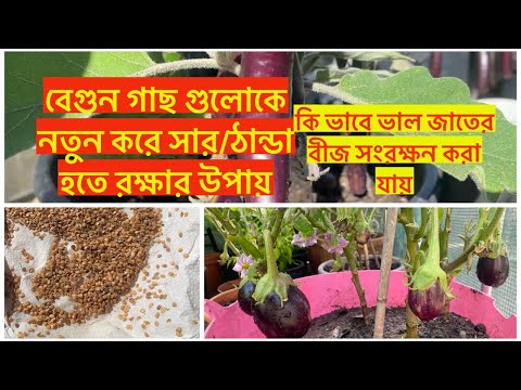 বেগুন গাছ গুলোকে নতুন করে সার/ঠান্ডা হতে রক্ষার উপায় কি ভাবে ভাল জাতের বীজ সংরক্ষন করা যায়